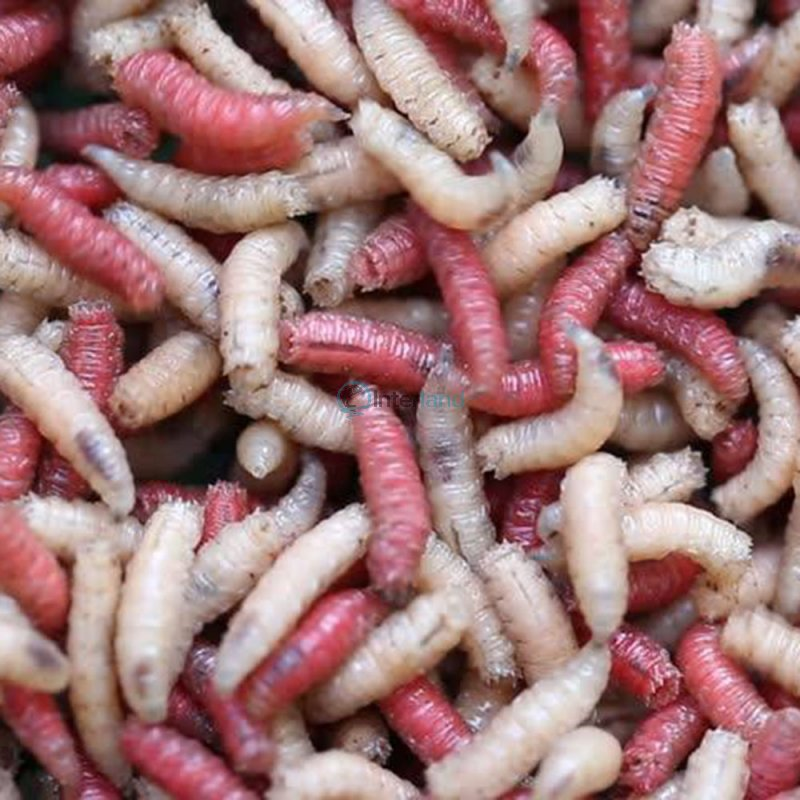 image_2025-12-24_200438786 Crvi - Image 1